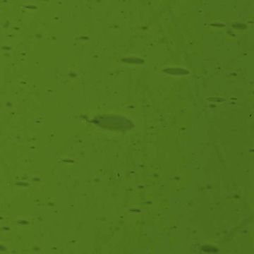 Lamberts Yellowish Green