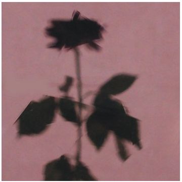 Schott Artista Med.purple Glass Sheet D9150A