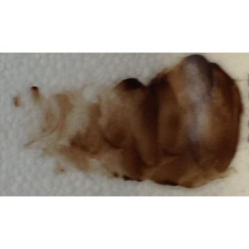 Reusche Umber Brown